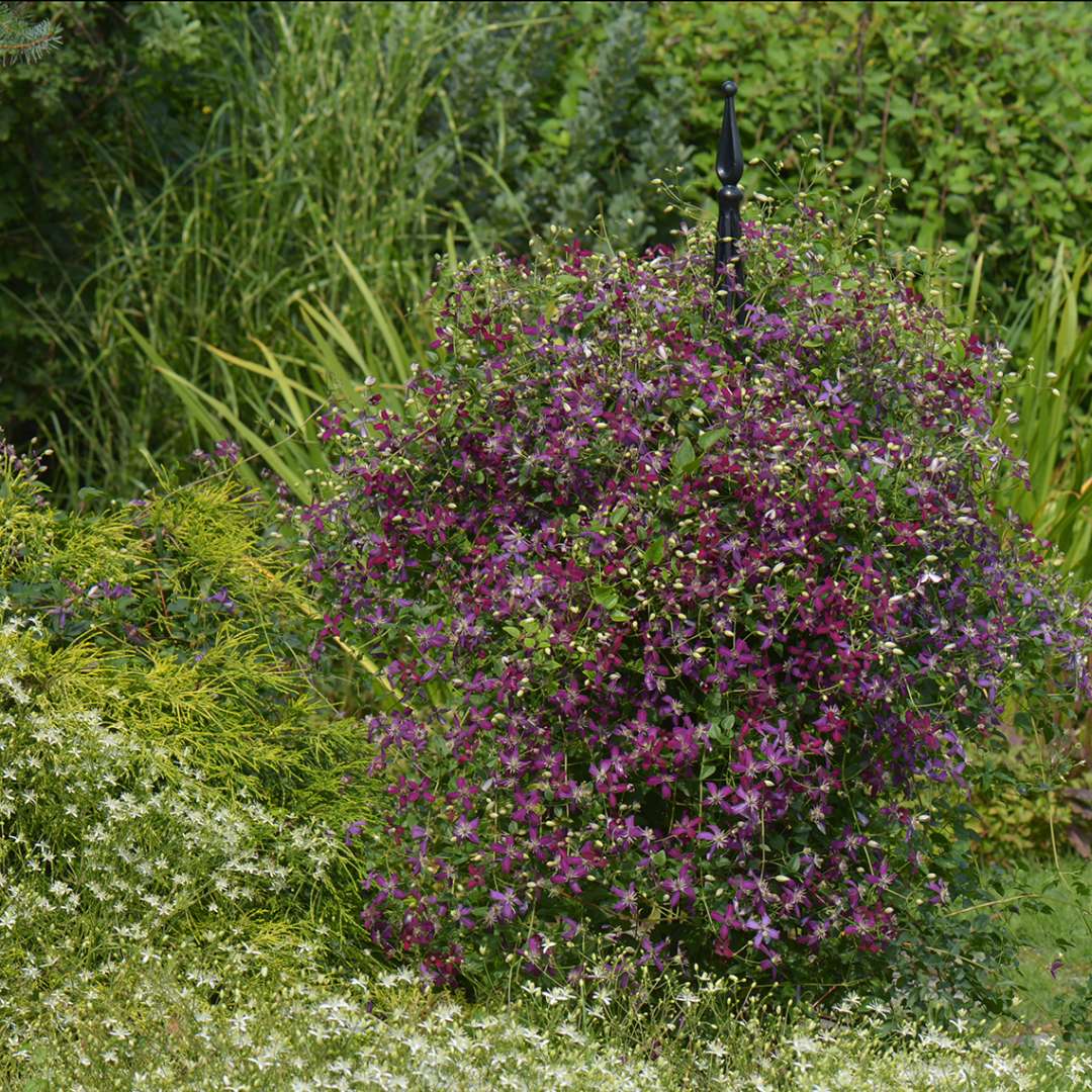 Short black pyramidal trellis covered in Clematis Sweet Summer Love