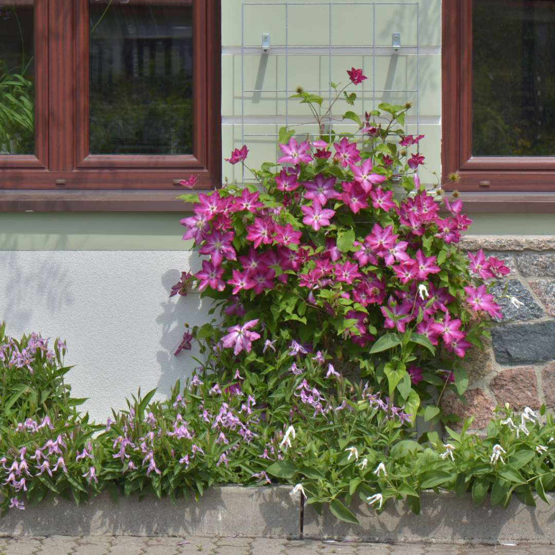 Viva Polonia clematis growing on wire wall trellis between windows