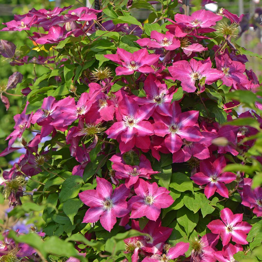 Heavy flowering Clematis Viva Polonia