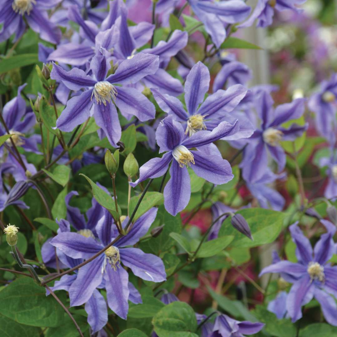 Close-up of blue clematis flowers. 