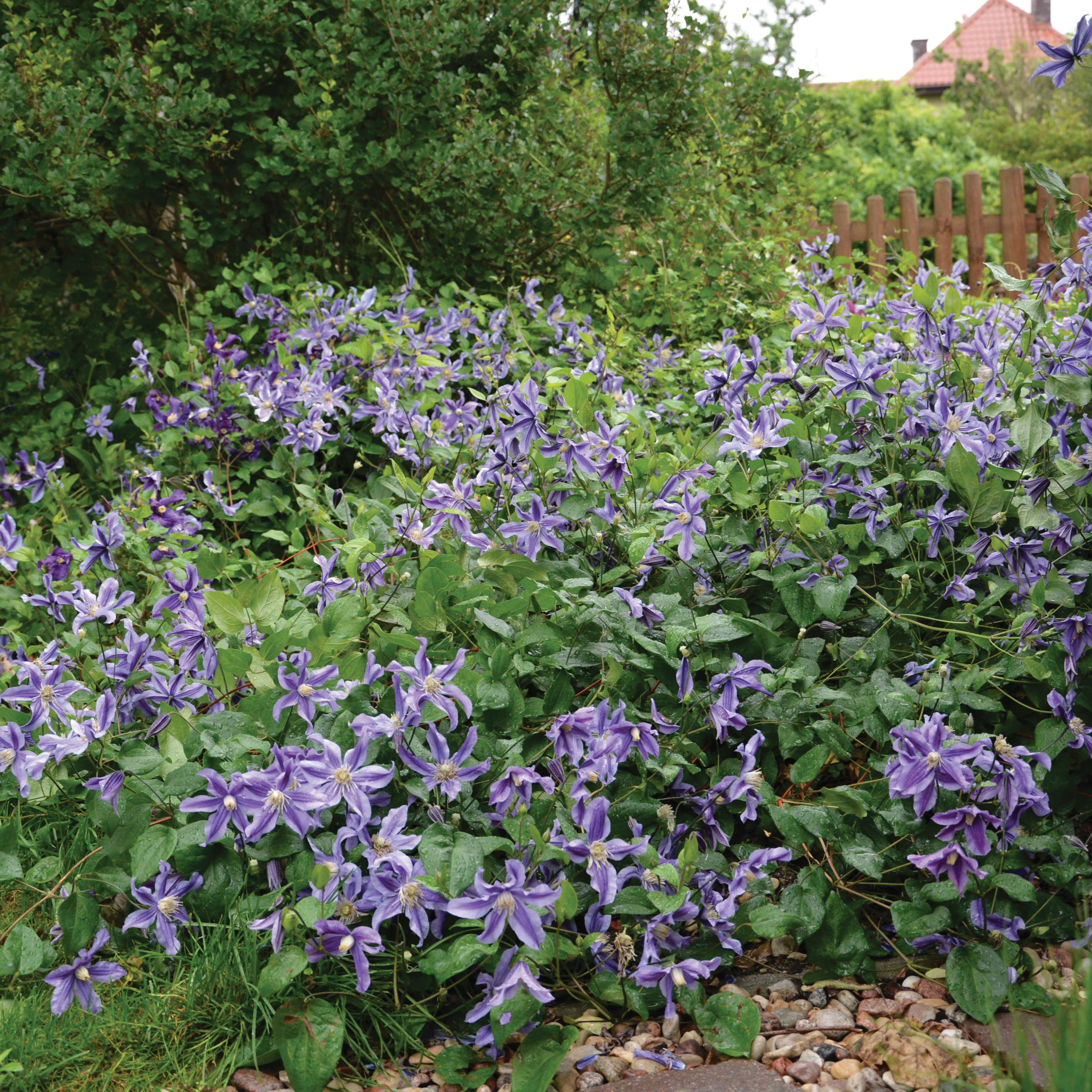 Deep Water Blue Stripe clematis in the landscape. 