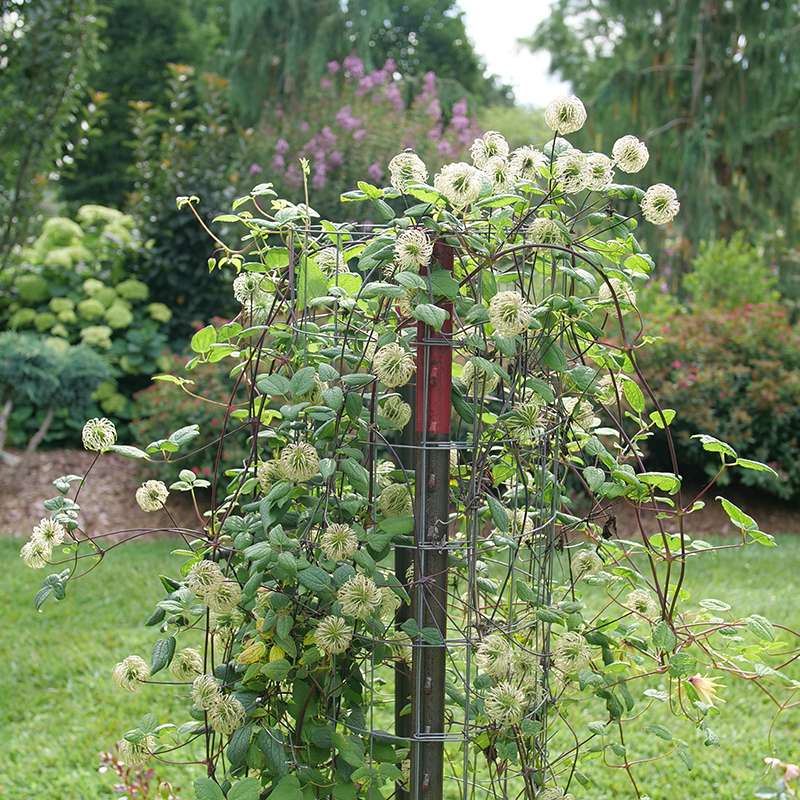 Funyella Clematis growing up a trellis