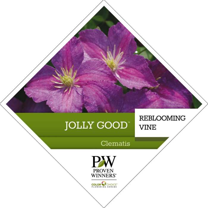 Preview of Jolly Good™ Clematis PDF