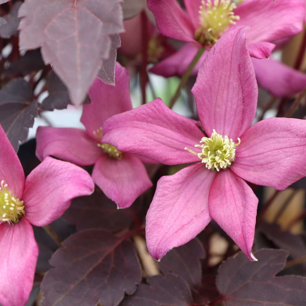 Close up of the vibrant pink blooms of Moongate Mocha clematis