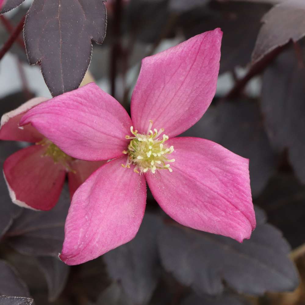 Close up of a satin pink flower on Moongate Mocha clematis 