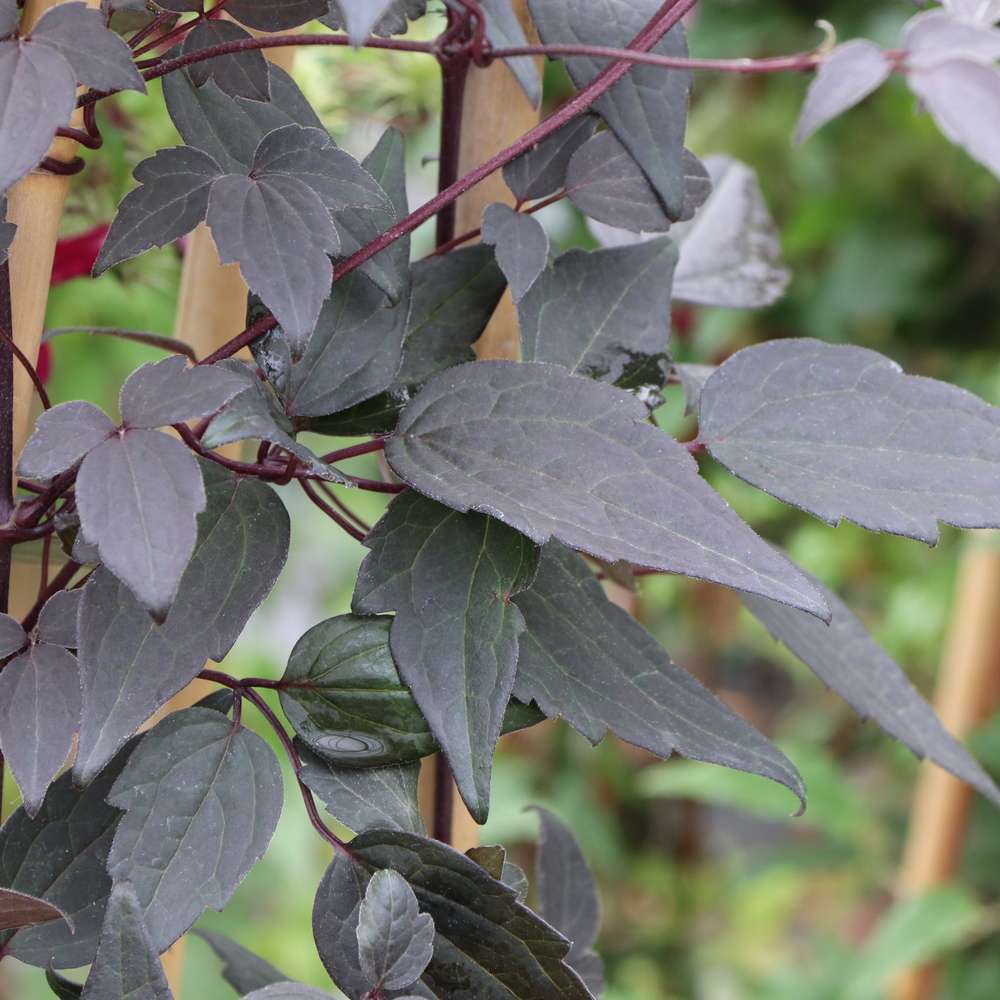 Close up if the dark chocolate colored foliage of Moongate Mocha clematis 