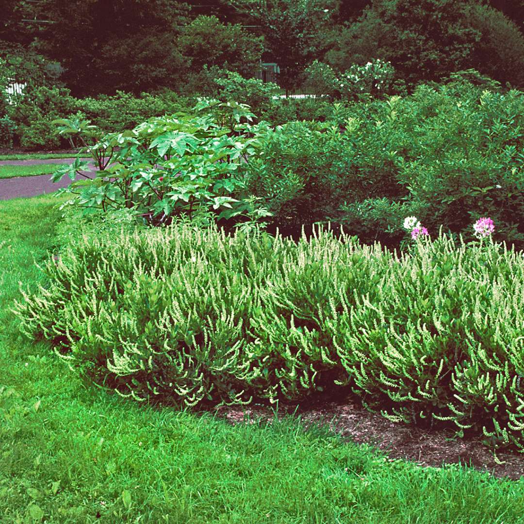 Mass planting of Clethra Hummingbird lining garden bed