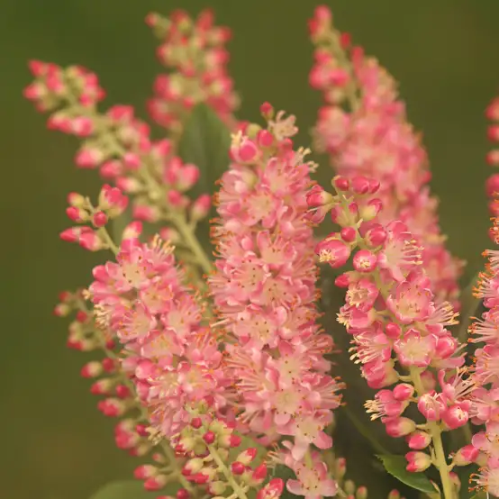Close up of pink Ruby Spice summersweet flowers