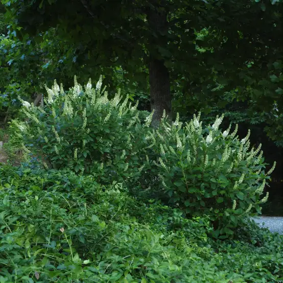Pair of Sugartina Crystalina Clethra in landscape