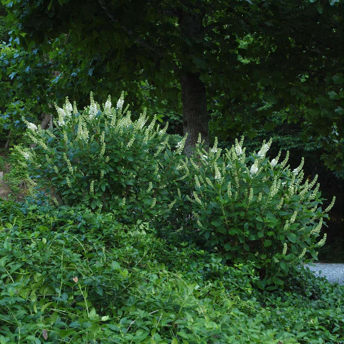 Pair of Sugartina Crystalina Clethra in landscape