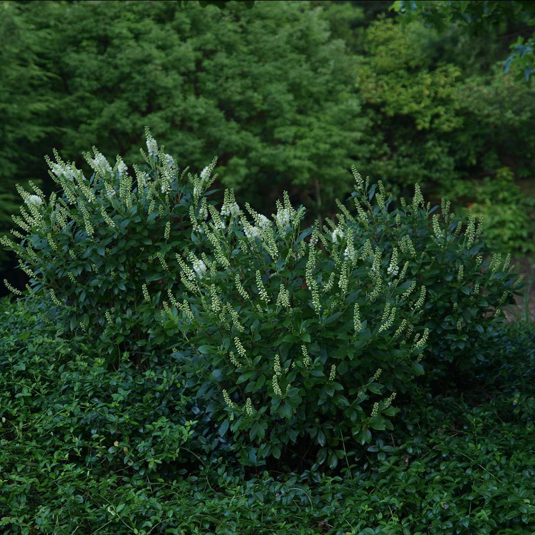 Trio of Sugartina Crystalina Clethra in evergreen landscape