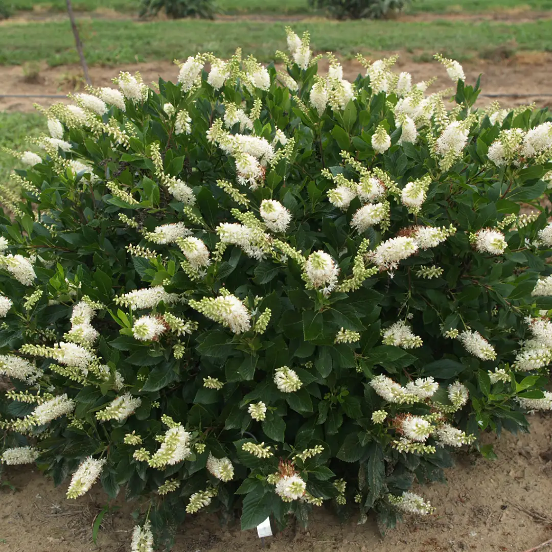 Sugartina Crystalina summersweet with an abundance of white blooms in the landscape