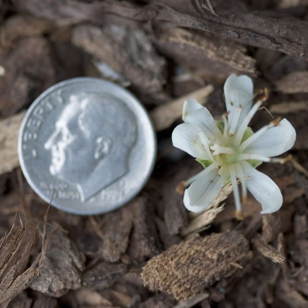 Bloom comparison of Vanilla Spice summersweet with dime