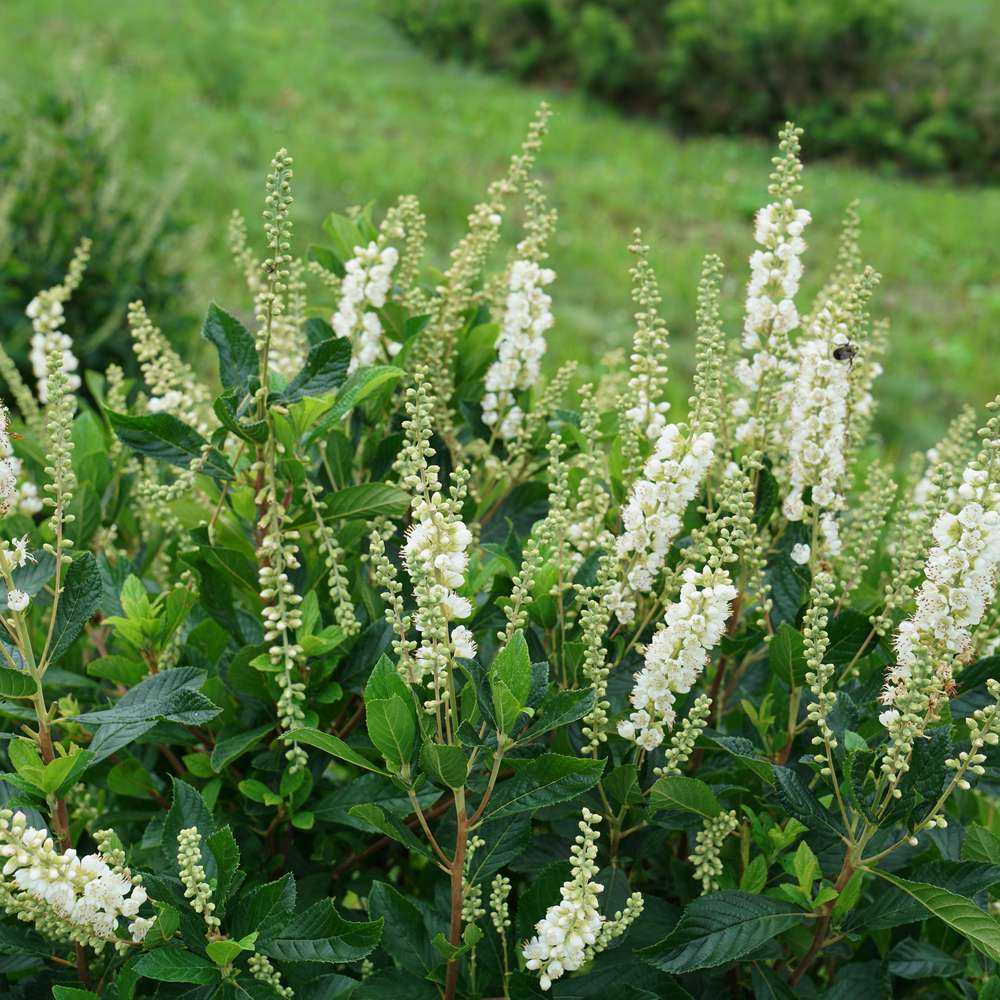 Numerous white blooms of Ripple Effect summersweet