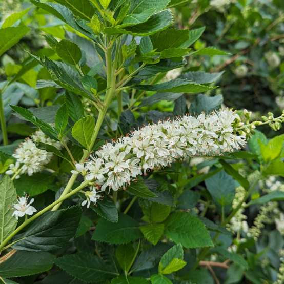Close up of a white flower of Ripple Effect clethra