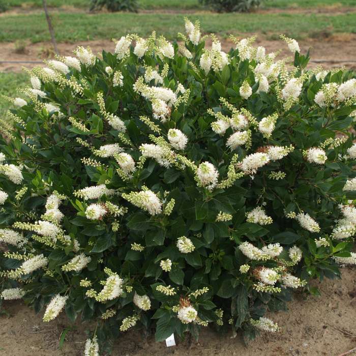 Preview of Sugartina® ‘Crystalina’ Clethra; June 28, 2018 PDF