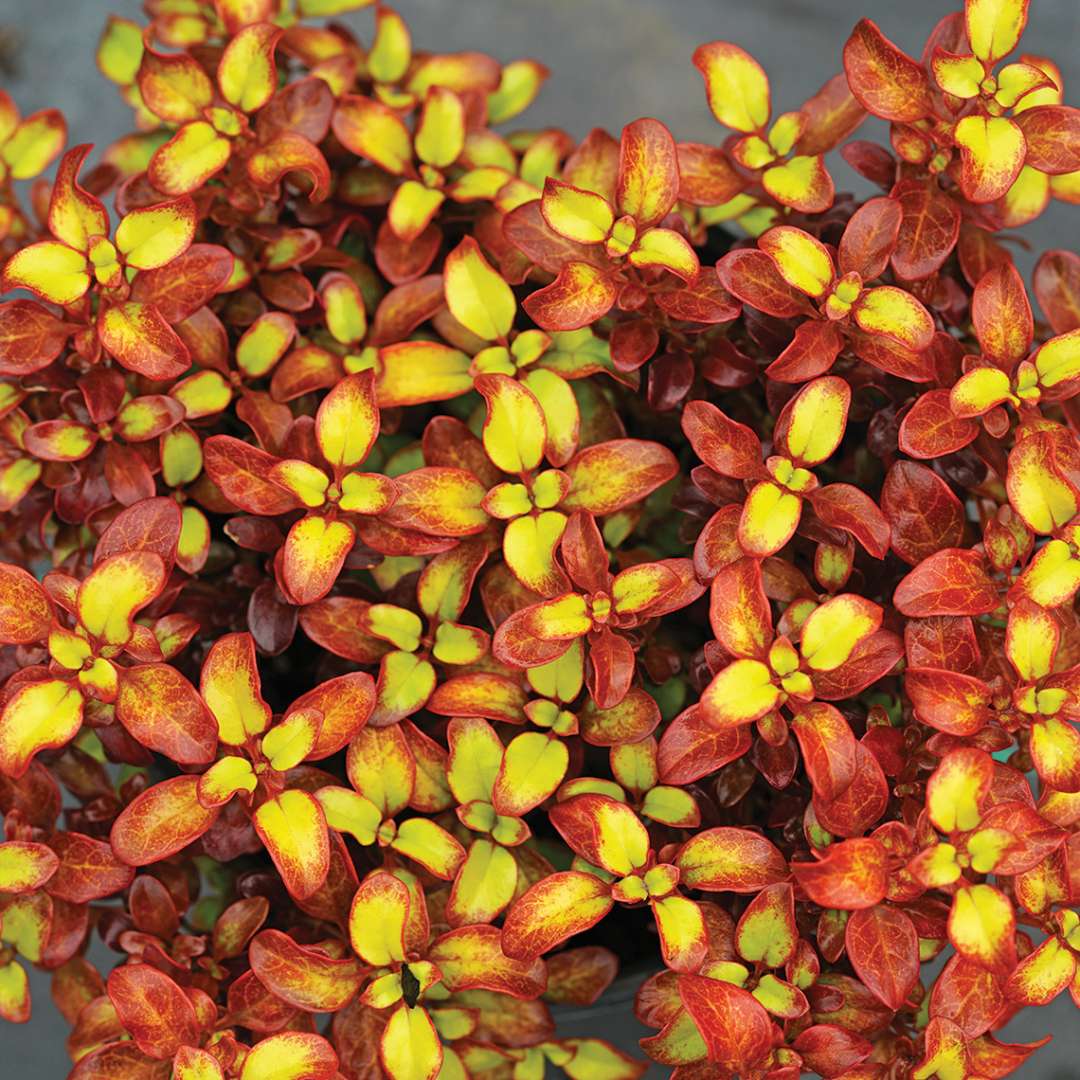 Waxwing Orange coprosma with foliage that is various shades of orange