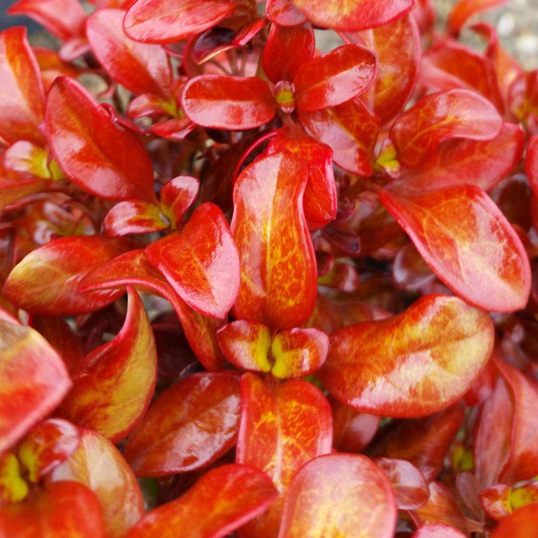 Close up of Waxwing Orange Mirror Bush's glossy orange foliage