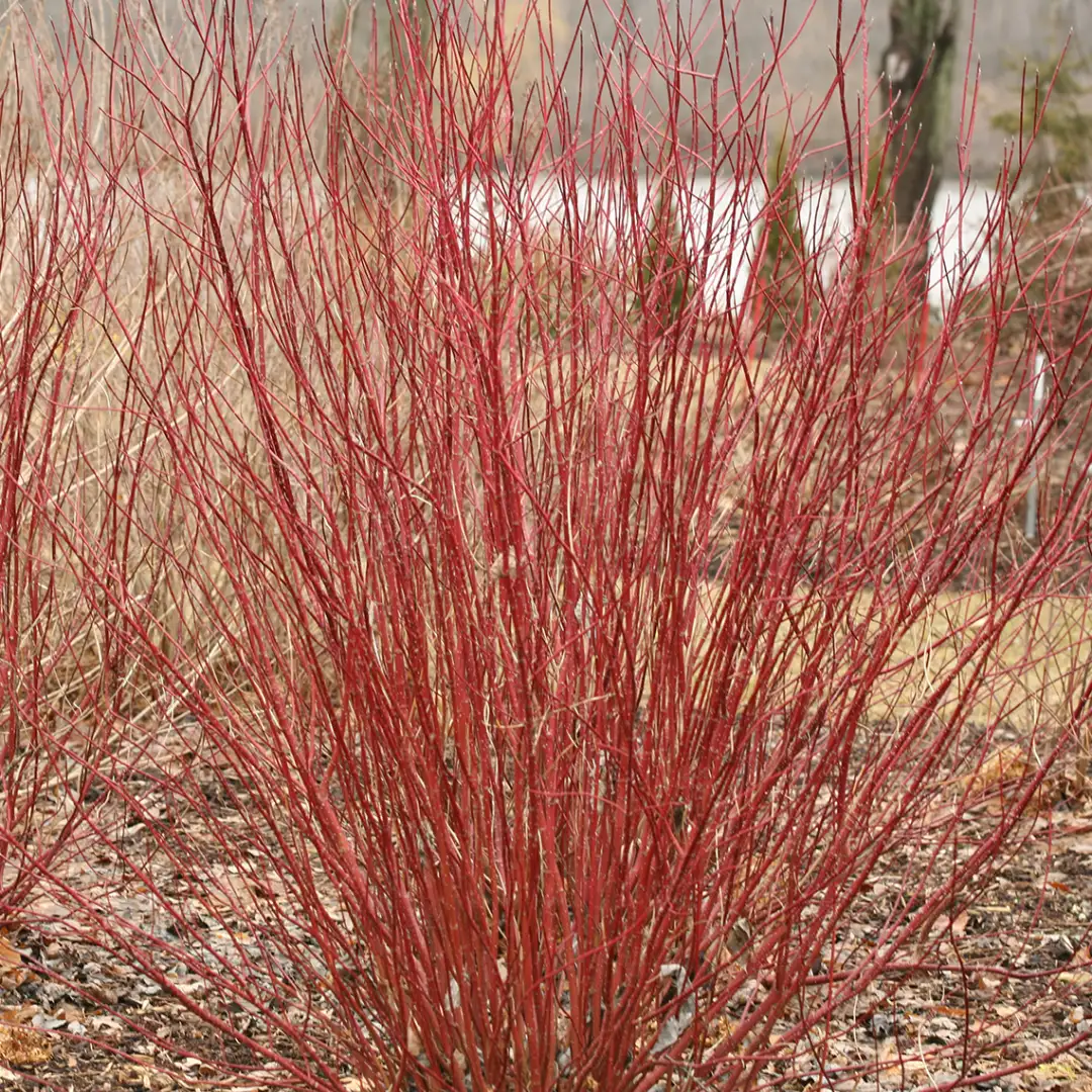 Arctic Fire red red twig dogwood in a landscape