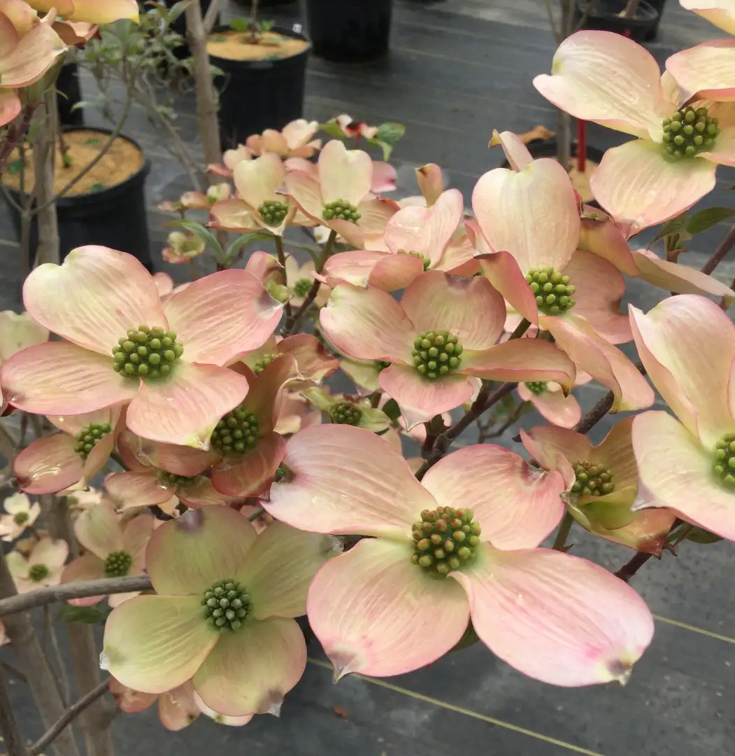 PEACHY CREAM Cornus | Proven Winners Trees - Spring Meadow Nursery