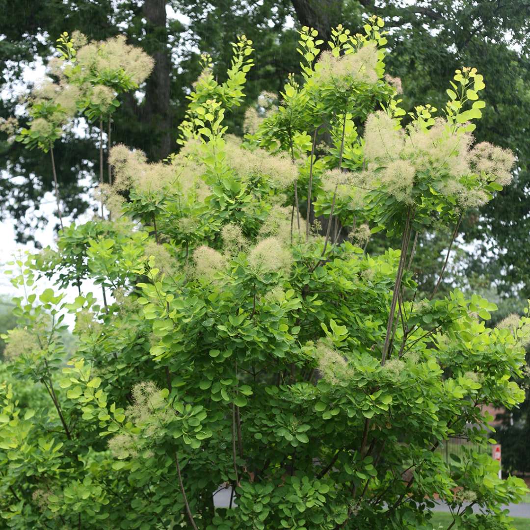 Soft pink Smoky blooms on Golden Spirit Cotinus in landscape