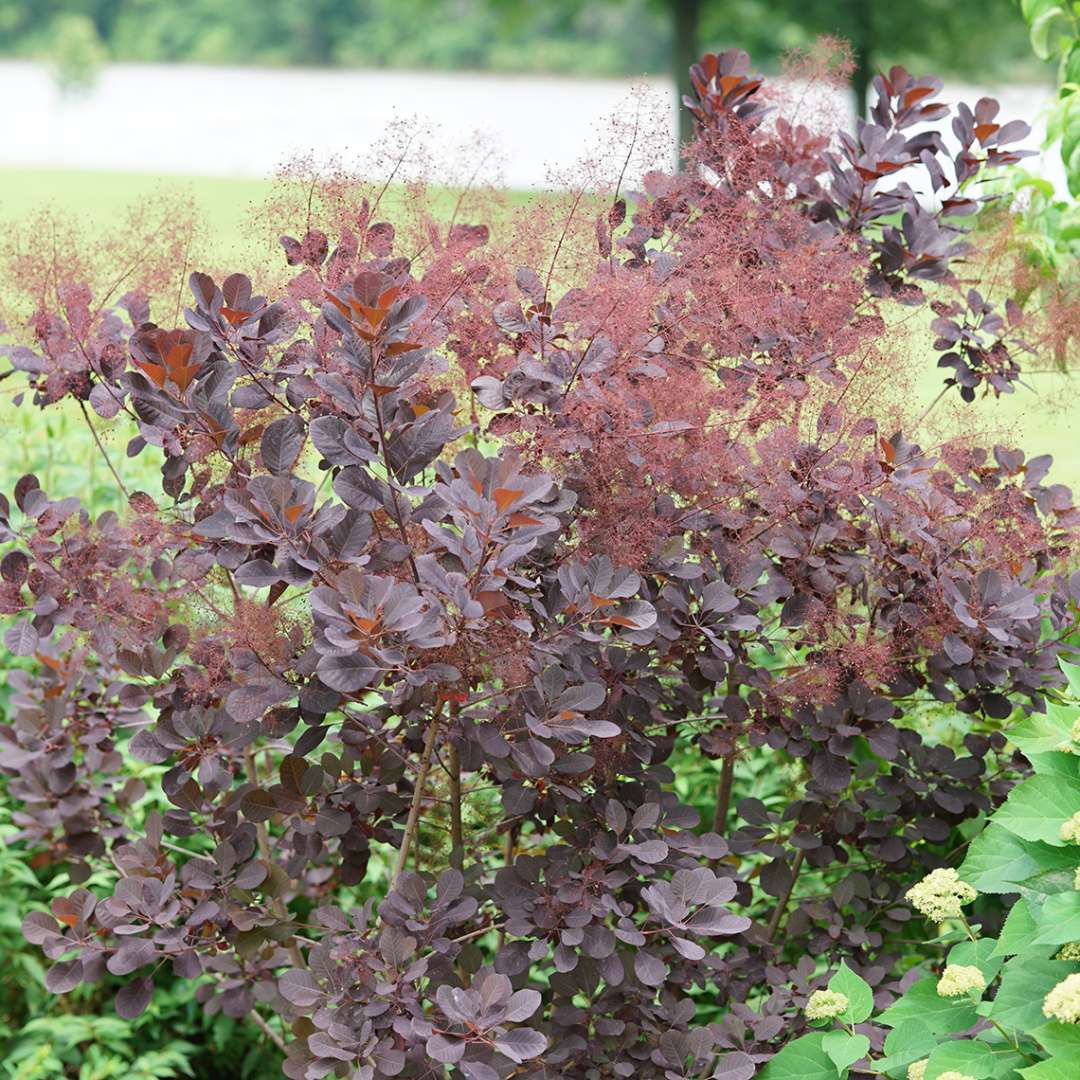 Blooming Winecraft Black smokebush in garden