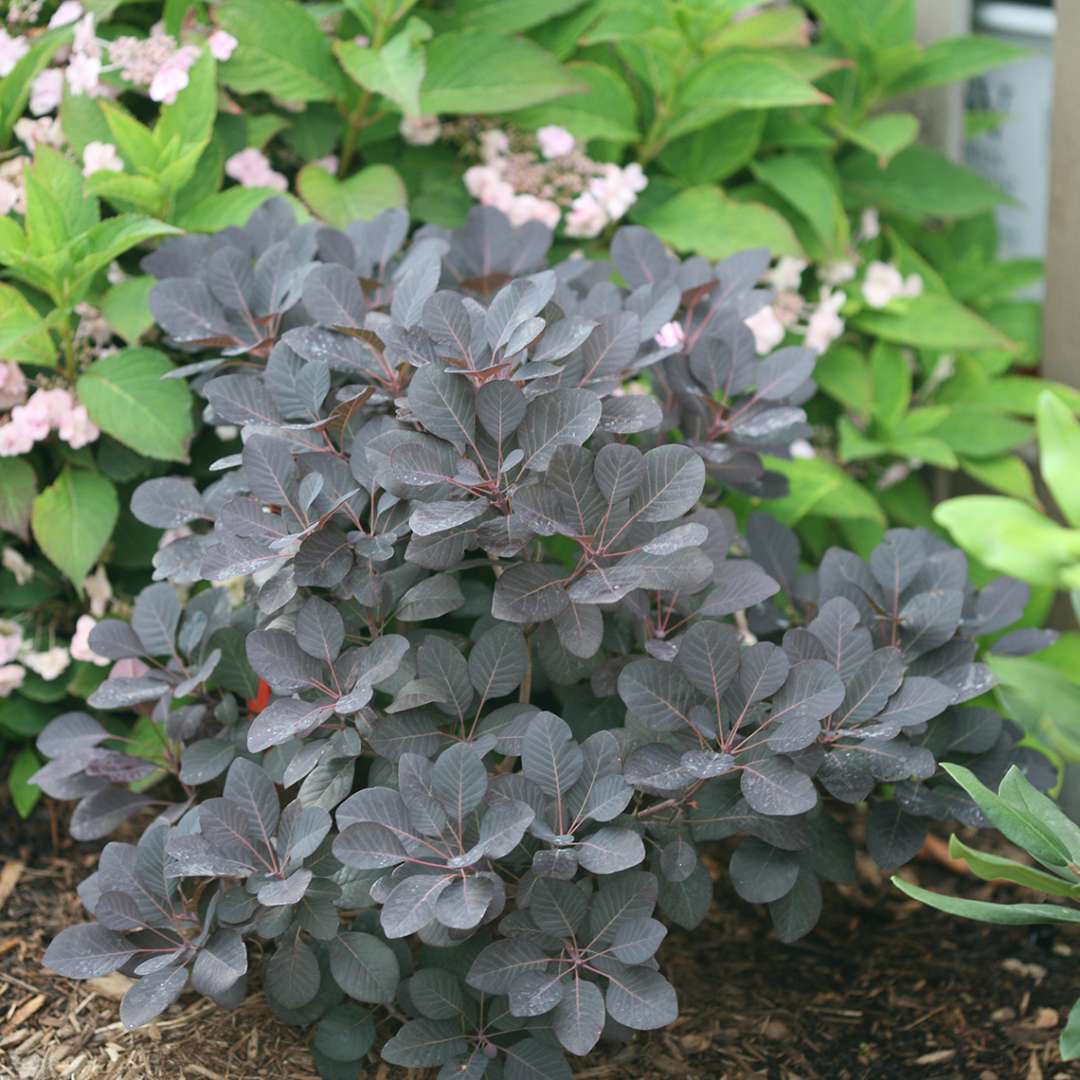 Near black foliage on Winecraft Black Cotinus in landscape with lacecap hydrangeas