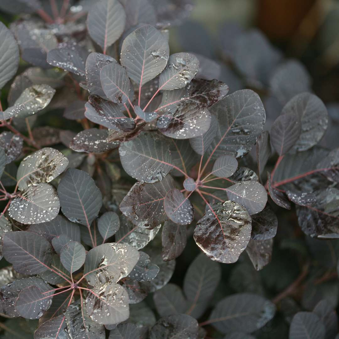 Close up of Winecraft Black Cotinus' near black foliage