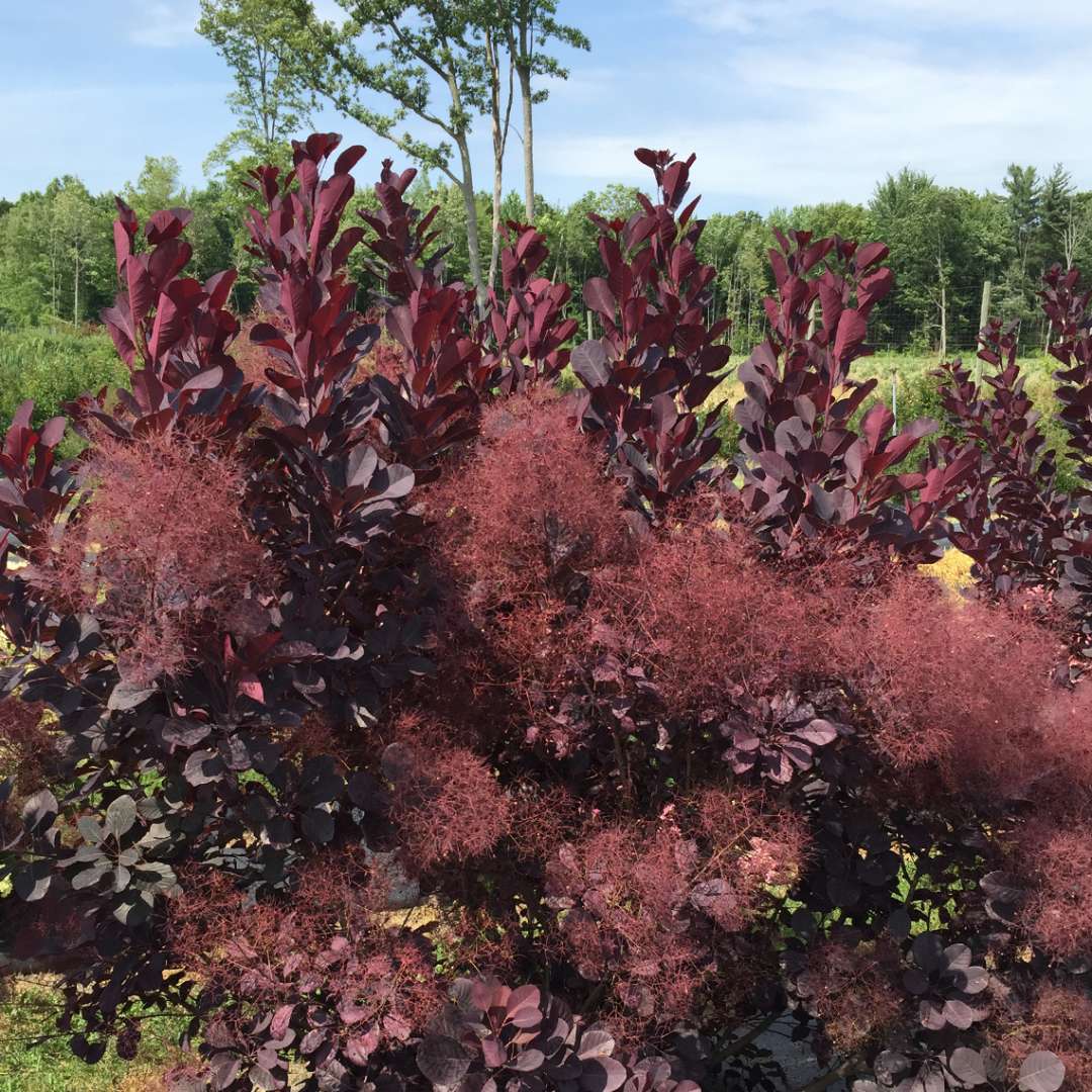 Blooming Winecraft Black Cotinus in trial field