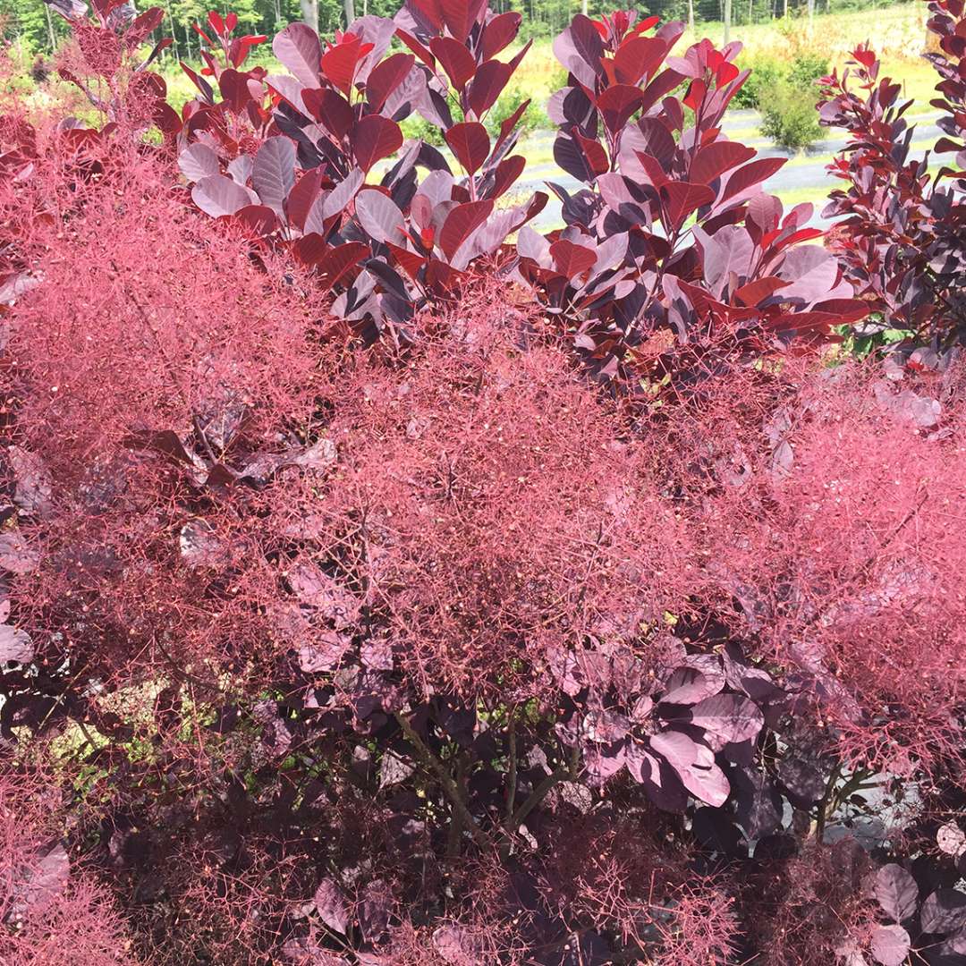 Close up of three smoky red Winecraft Black Cotinus blooms