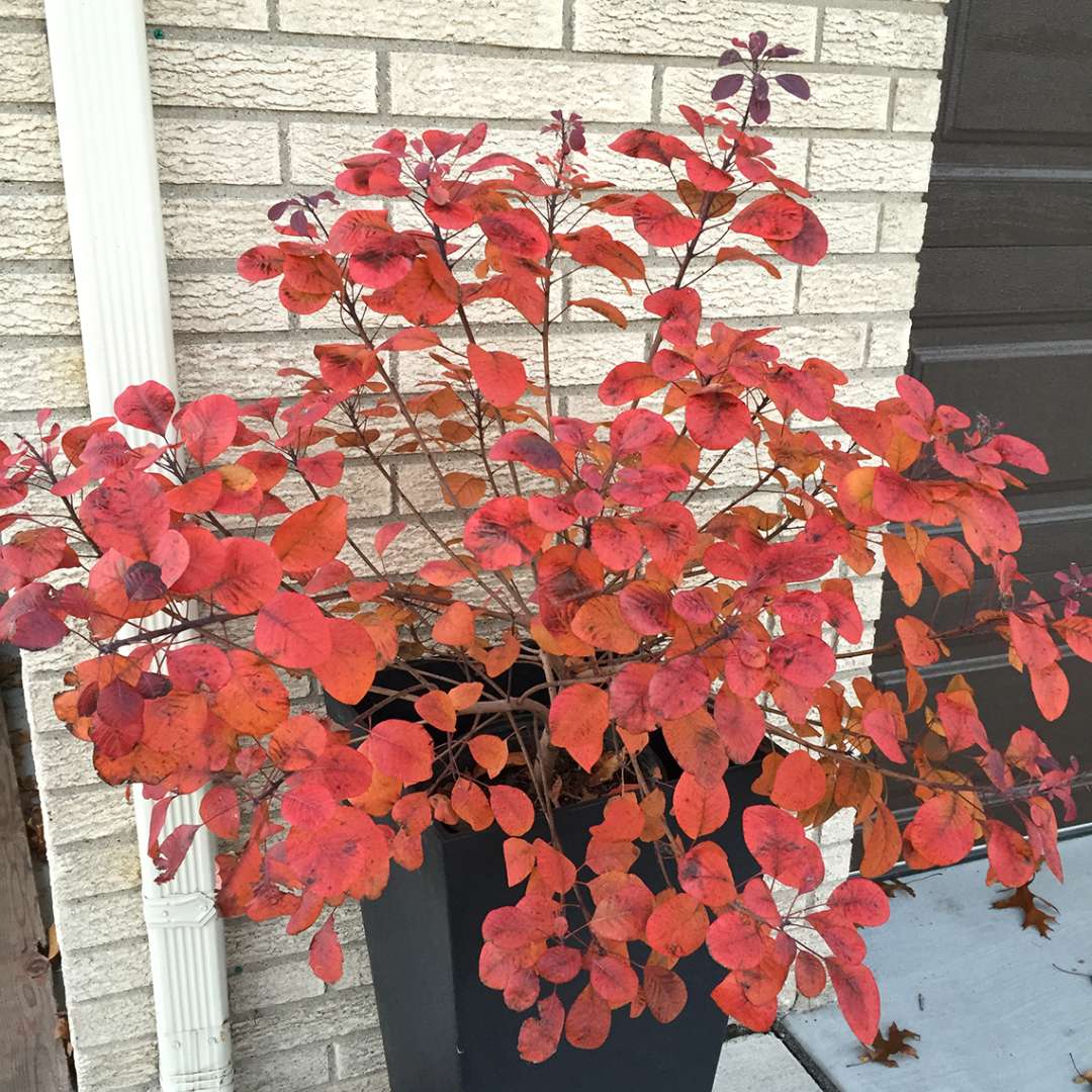 Orange red fall color of Winecraft Black smokebush in decorative black cotainer