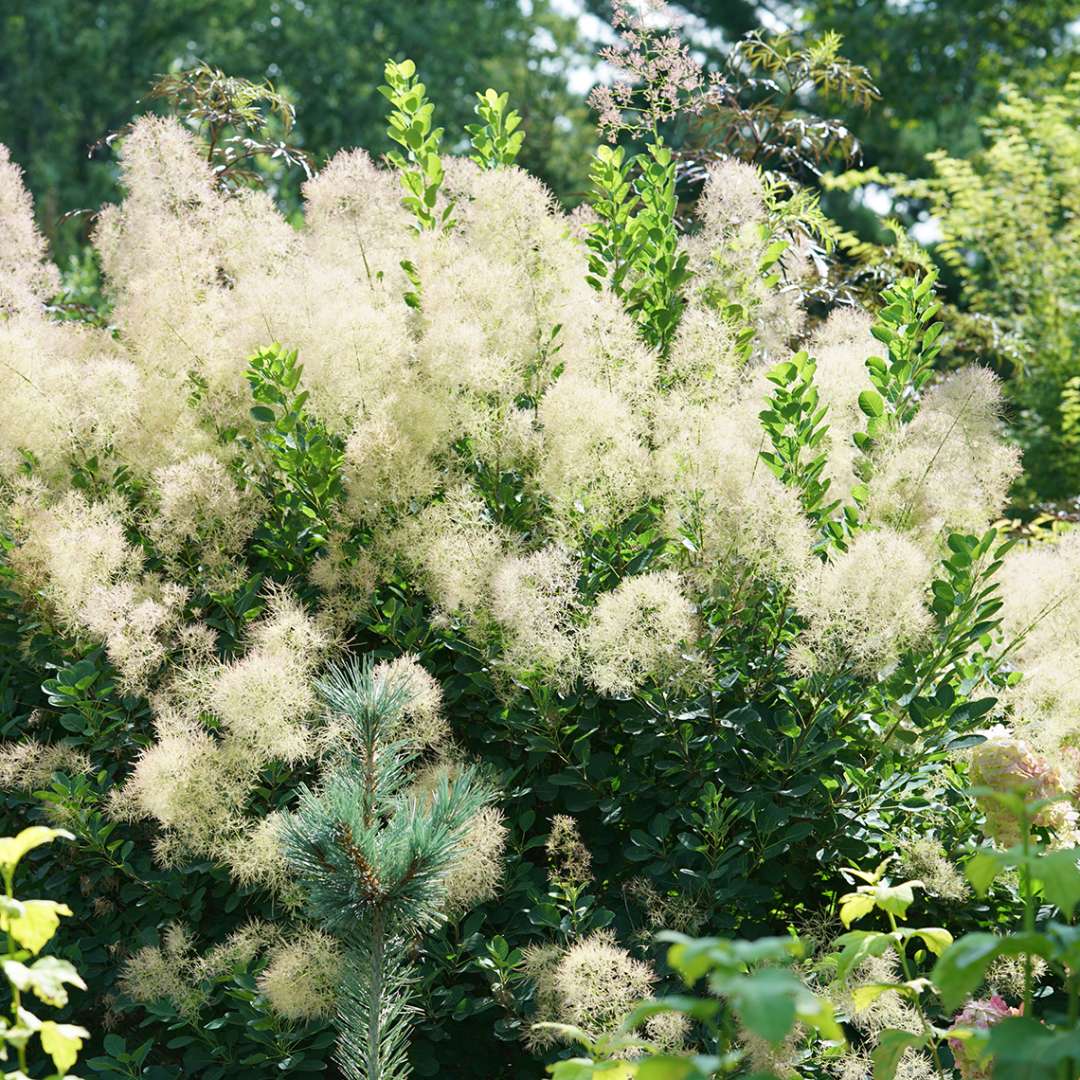 Blooming Cotinus Young Lady in sunny garden