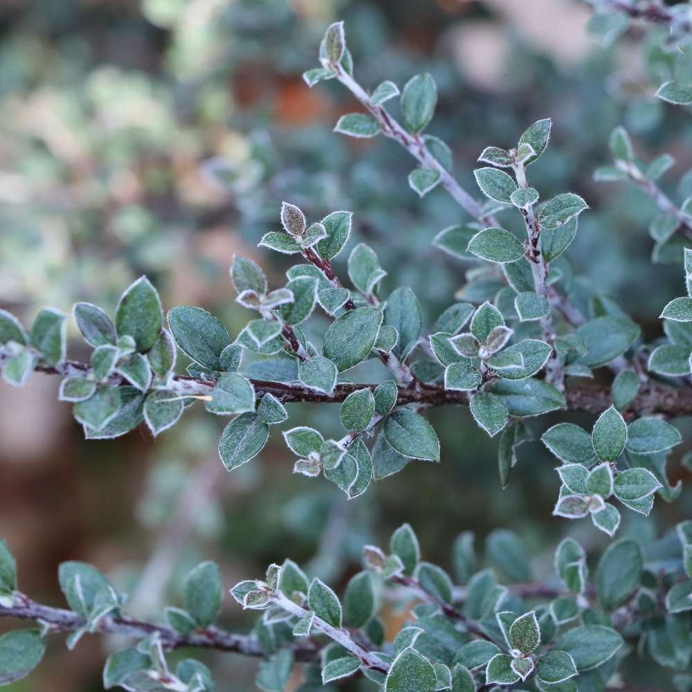 Close up Silverstone cotoneaster's striking silver foliage