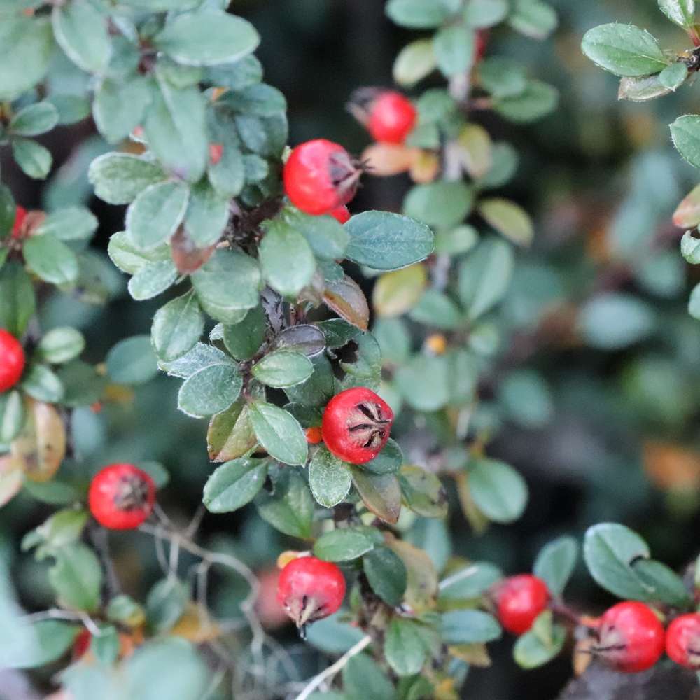 Close up of the red fruit of Silverstone cotoneaster 