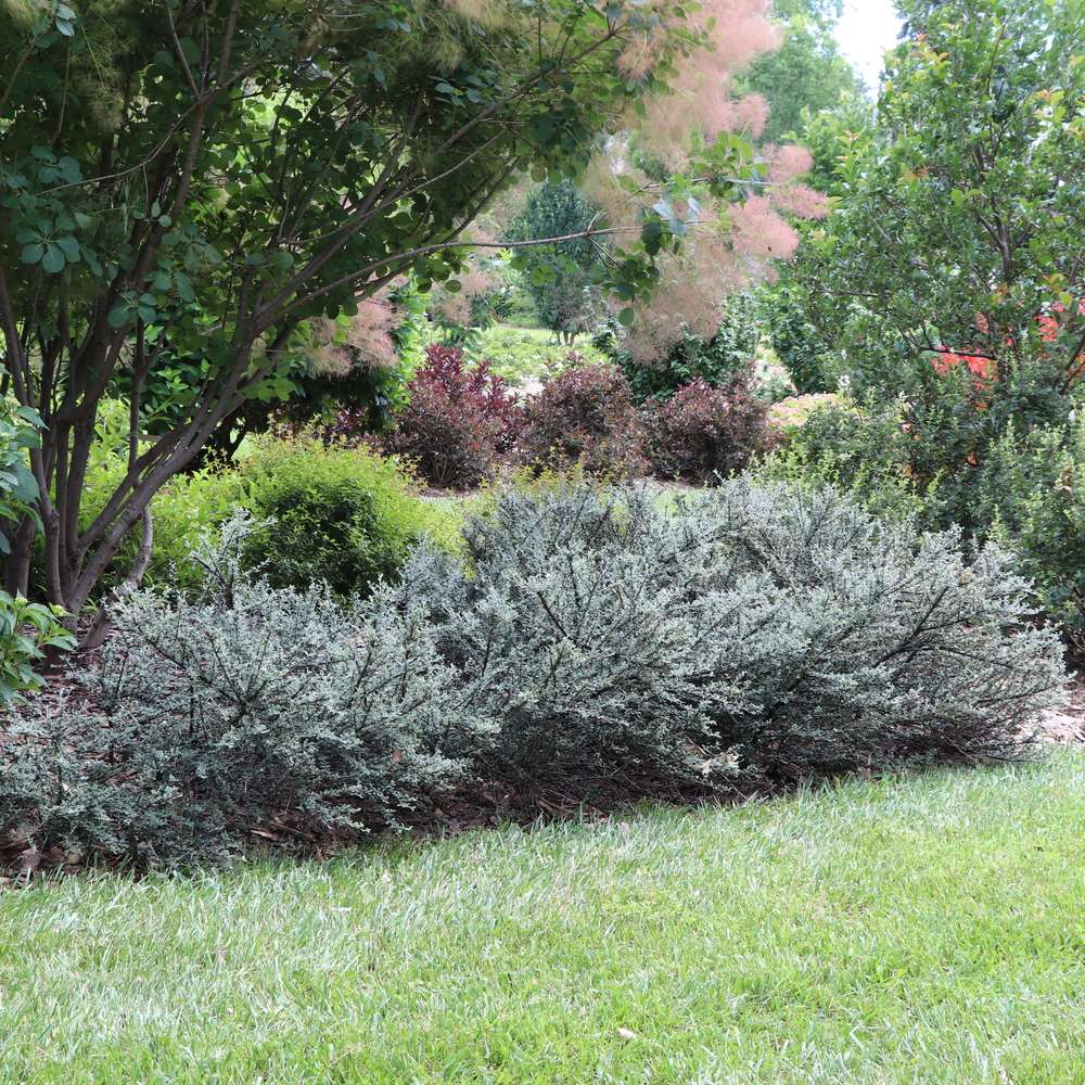 A row of Silverstone cotoneaster planted in a garden