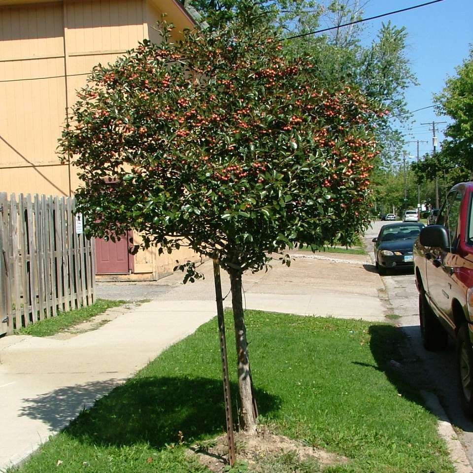 Crusader hawthorn in a landscape