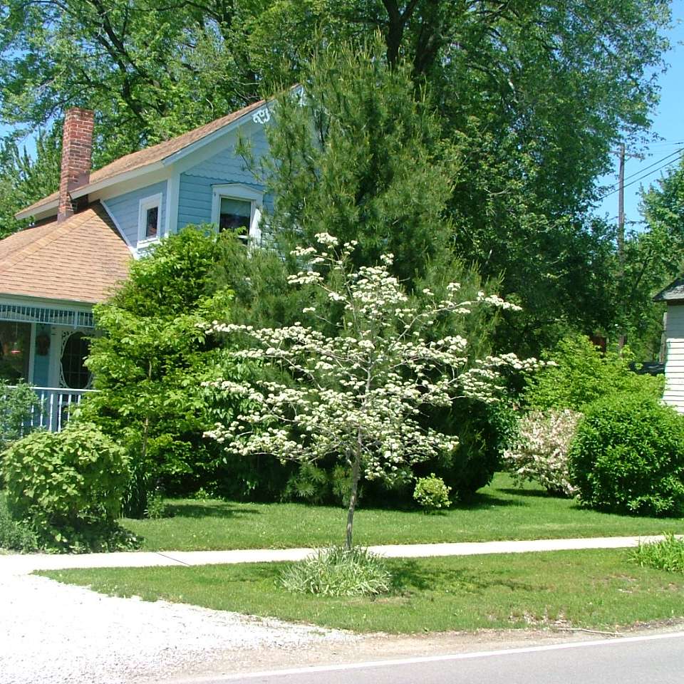 Crusader hawthorn with white flowers in a landscape