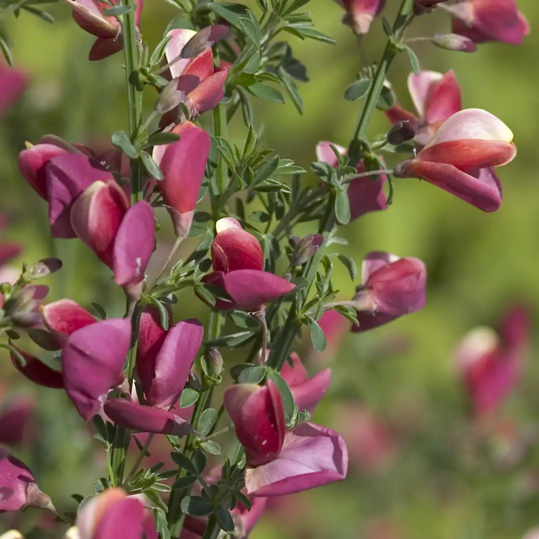 Burkwoodii Cytisus | Spring Meadow - wholesale liners - Spring Meadow  Nursery