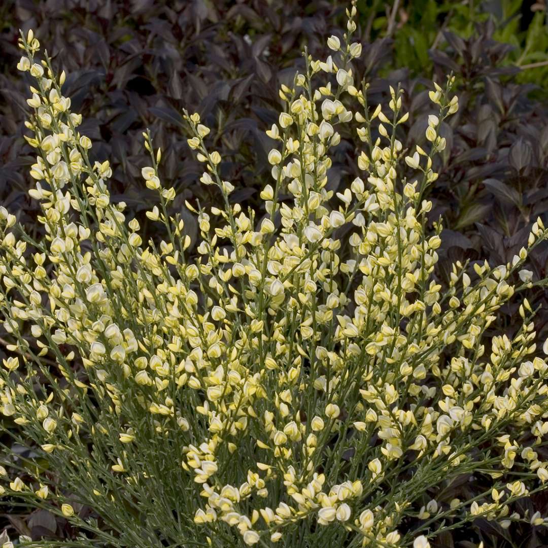 Upright branches of Cytisus Moonlight covered in pale yellow flowers