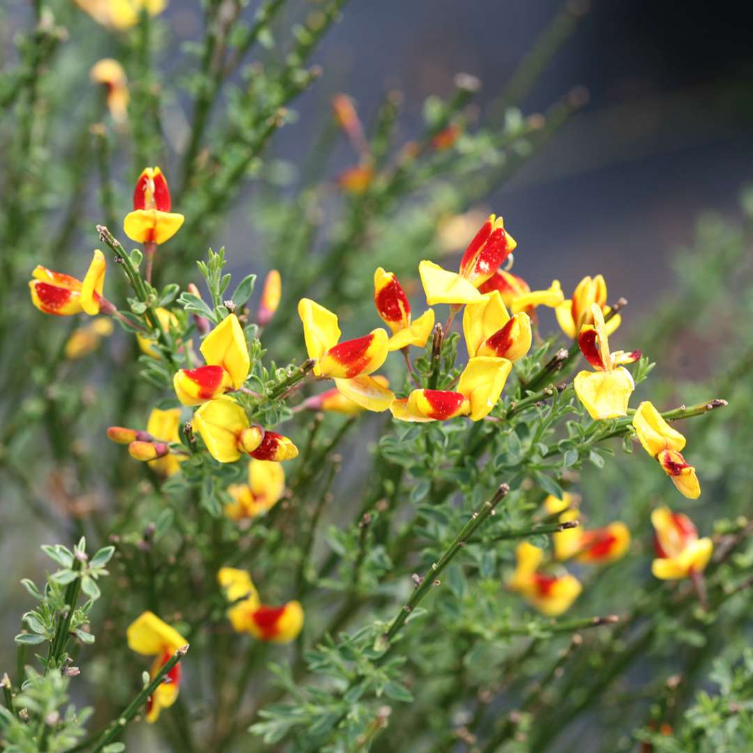 Close up of yellow and red Sister Disco scotch broom blooms