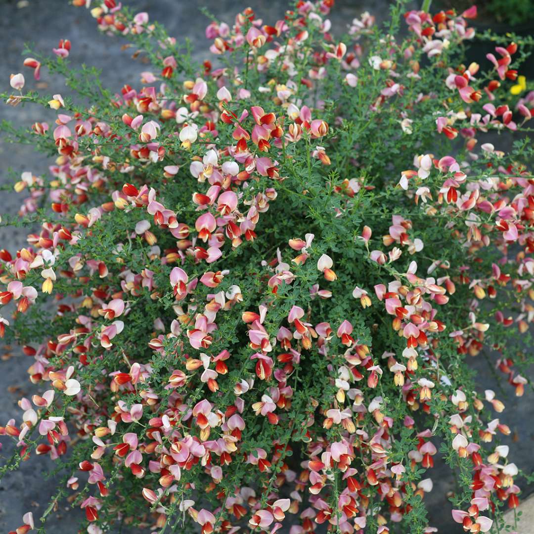 Sister Rosie scotch broom in a greenhouse