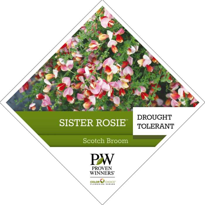 Preview of Sister Rosie® Cytisus  PDF