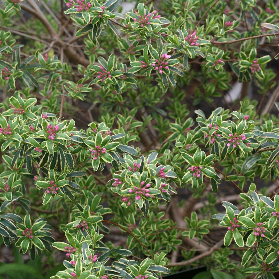 Carol Mackie Daphne bountiful pink buds with green foliage