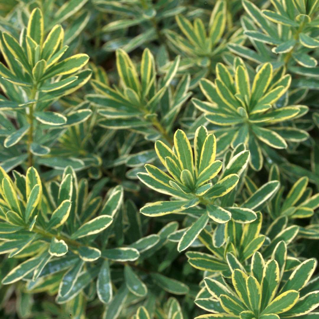 Close up of green Carol Mackie Daphne foliage