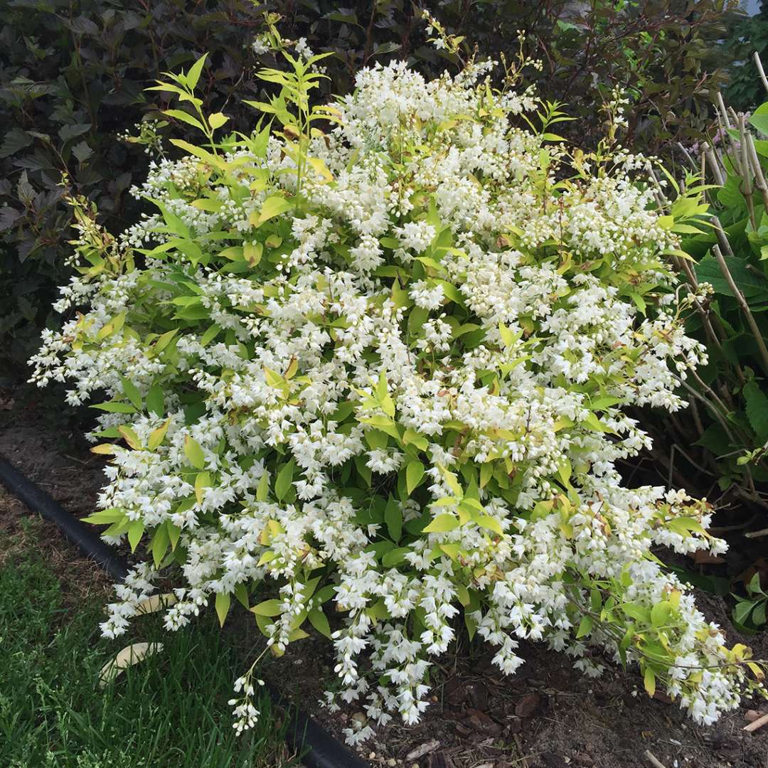 Chardonnay Pearls Deutzia in the landscape with abundant white blooms