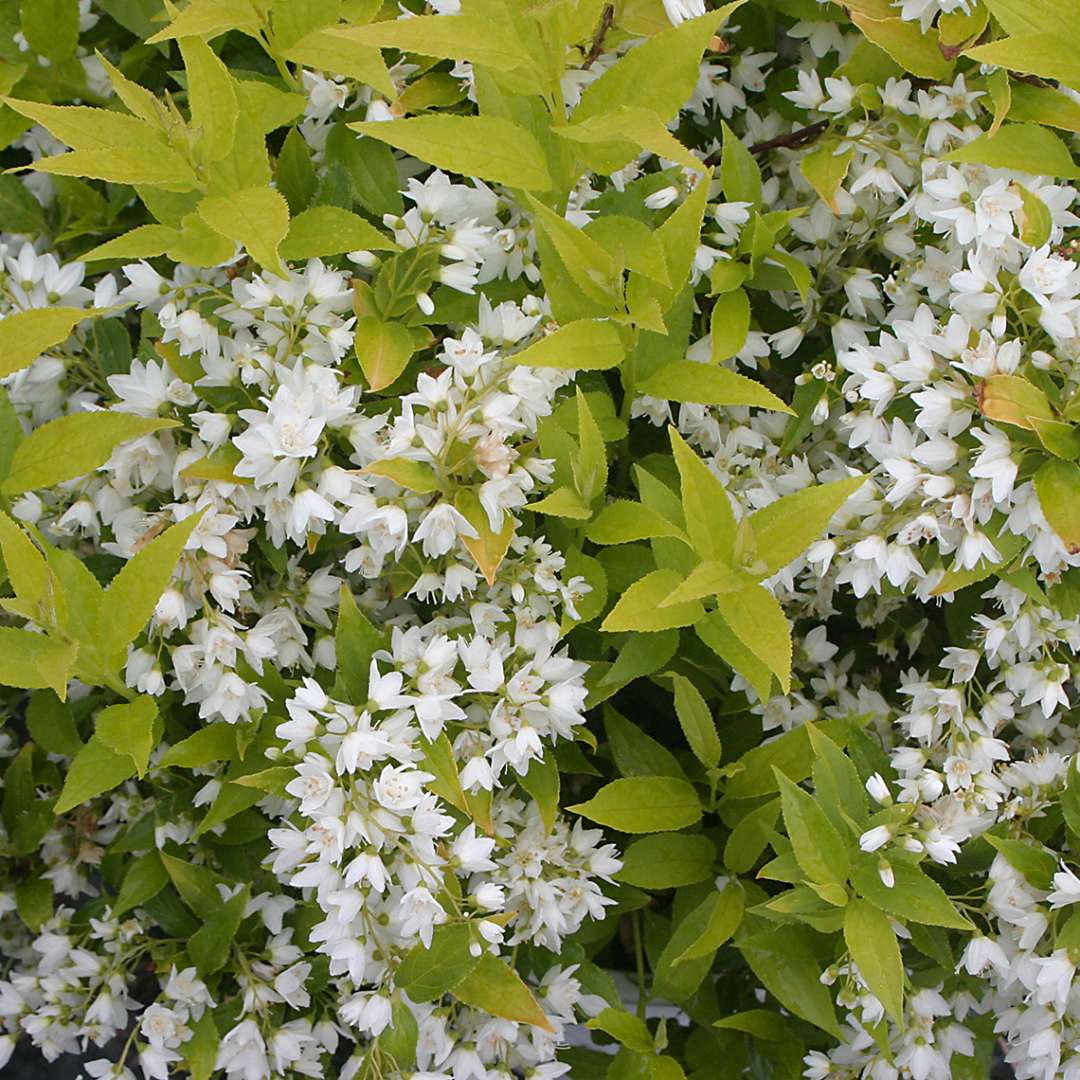 Abundant white blooms on Chardonnay Pearls Deutzia