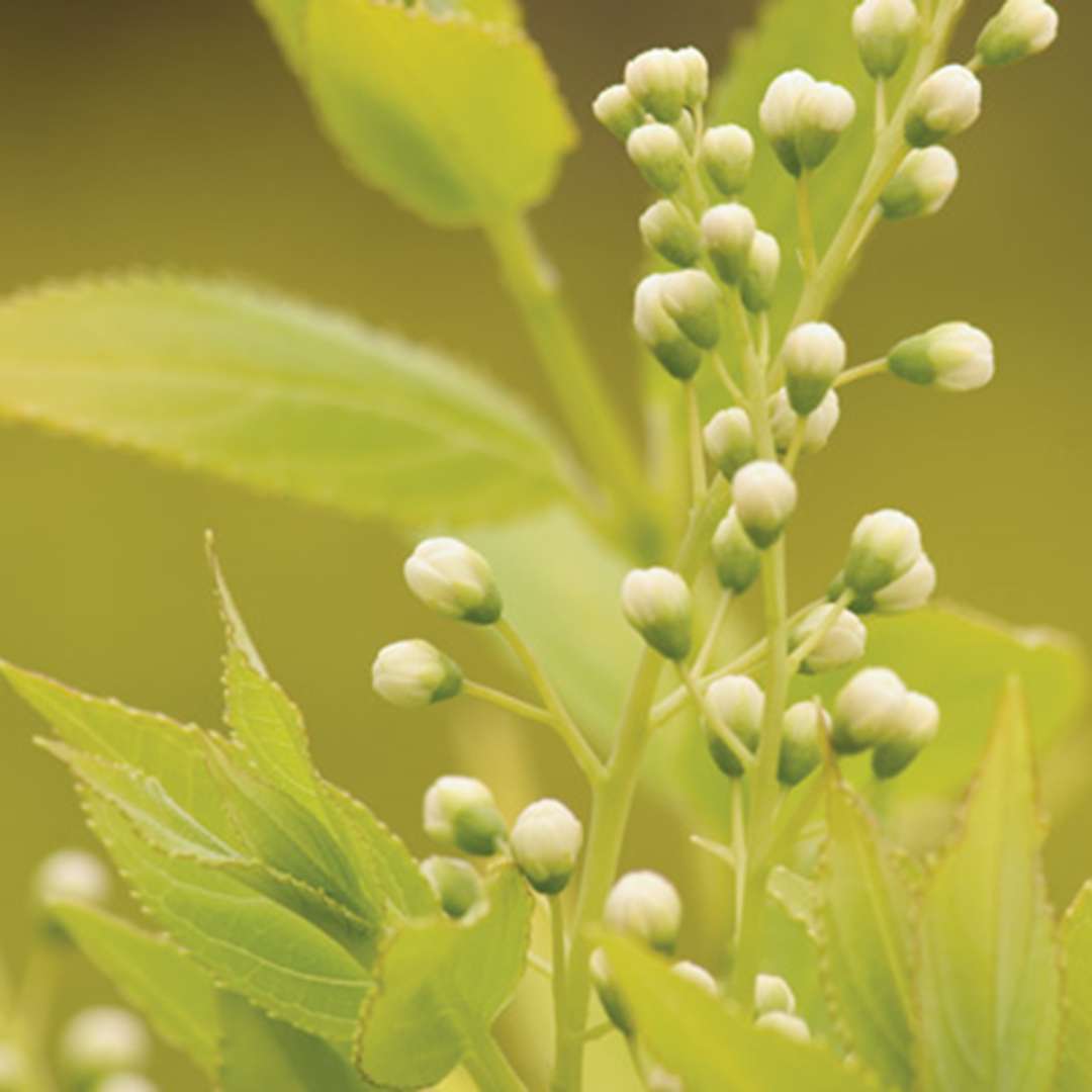 Close-up of Chardonnay Pearls Deutzia white buds and lime green foliage