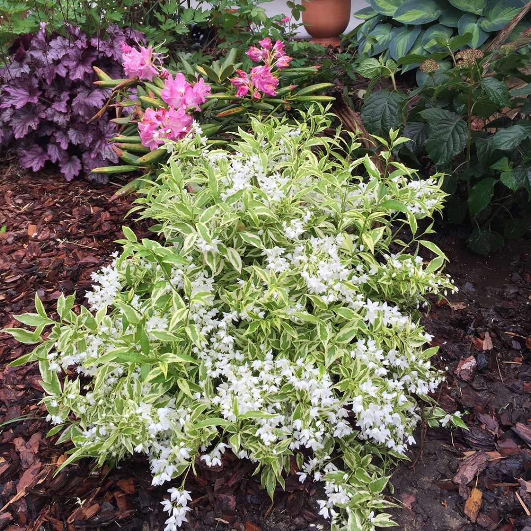 Crème Fraiche Deutzia white blooms and light green foliage in the landscape