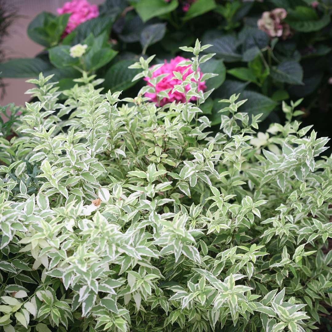 Silver and green Crème Fraiche Deutzia foliage in the landscape