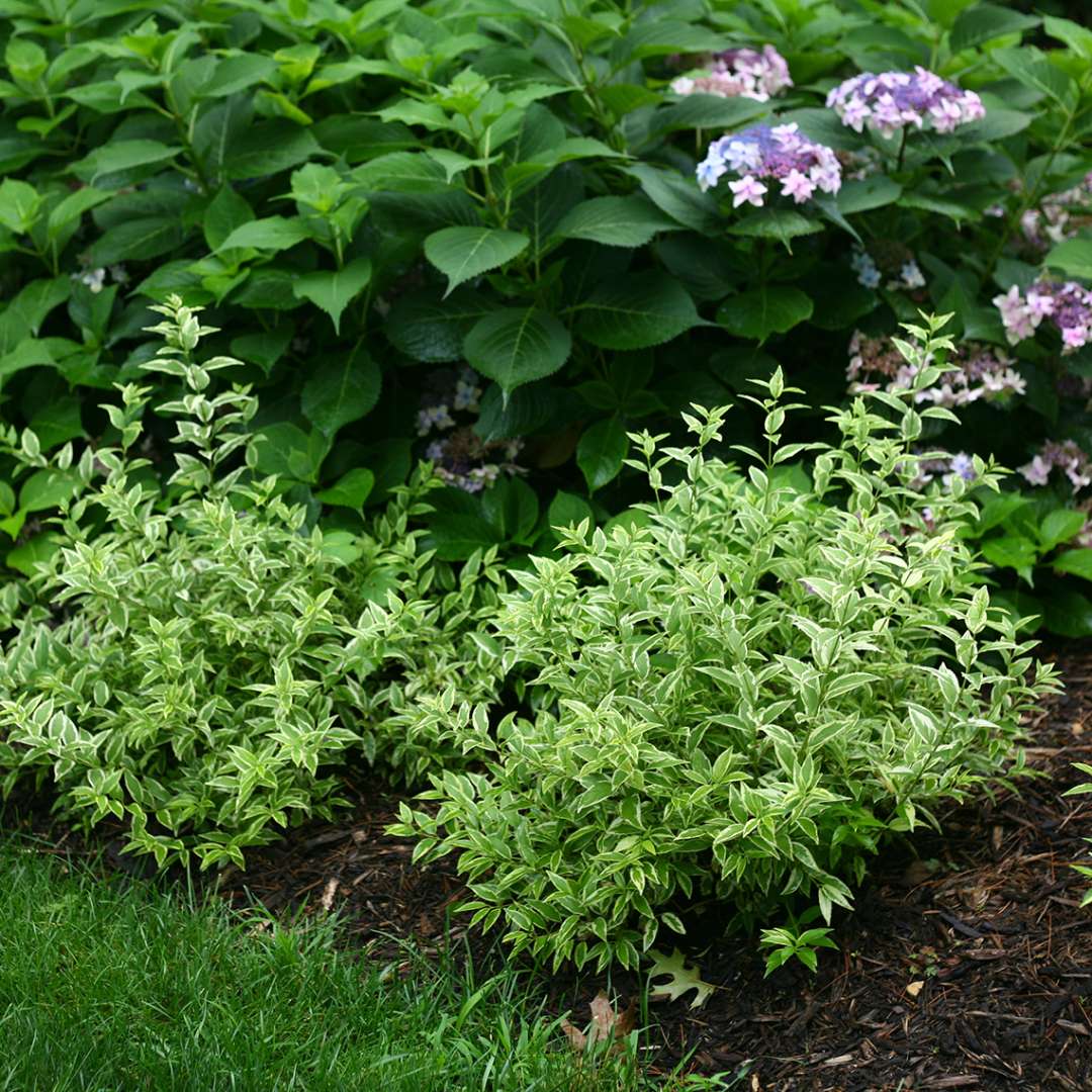 Crème Fraiche Deutzia light green foliage in the landscape